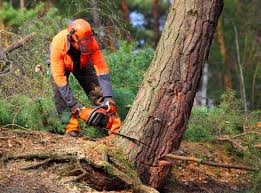  Mercerville, NJ Tree Removal and Landscaping Services Pros